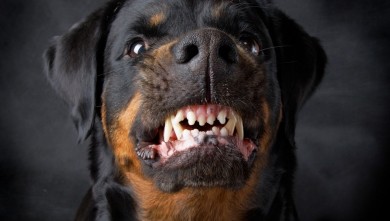 Difende il proprio cane dall'attacco di un Rottweiler: donna ...